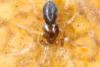 Scotina sp.